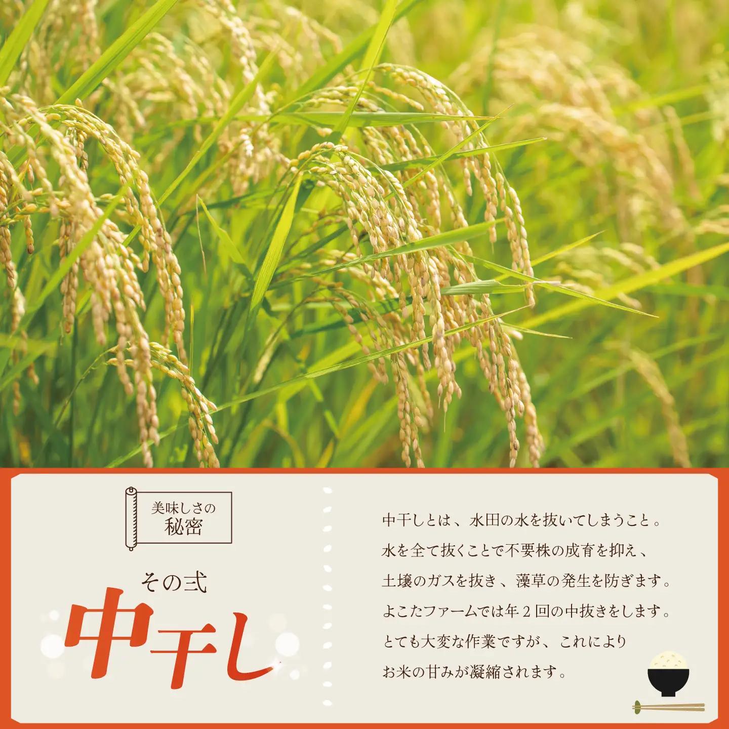 【6回定期便】令和8年産 コシヒカリ 玄米 20kg 新米 こしひかり
