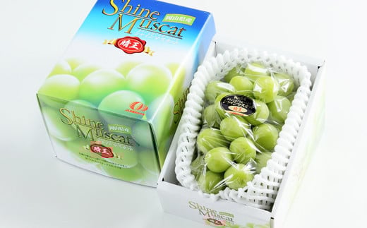 シャインマスカット 晴王 約600g×1房 【2026年8月下旬～11月下旬迄発送】 ／ マスカット 葡萄 ぶどう 果物 果実 フルーツ 種なし 皮ごと 大粒 岡山県 美咲町 冷蔵