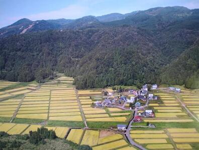 杵つき餅 4パックセット（白餅1・草餅1・豆餅1・玄米餅1）有機jaS認証米 |津南町 もちセット