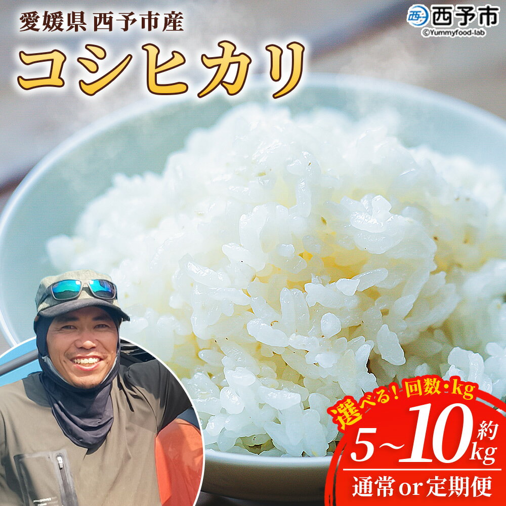 【ふるさと納税】新米＜令和7年産 愛媛県西予市産 コシヒカリ 5kg / 10kg＞ 選べる 配送回数 通常 定期便 お米 コメ こめ 白米 精米 ご飯 新鮮 5キロ 10キロ 愛媛県産 宇和町産 こしひかり 特産品 もとき農園 愛媛県 西予市【常温】『2025年10月・11月頃から順次発送予定』