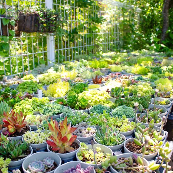 季節の多肉植物寄せ植え体験【現地体験型 ワークショップ 寄せ植え体験 手植え 四季の植物 多肉植物 植物 グリーン おすすめ よせうえ 観葉植物 癒し かわいい 自然 島根県 大田市】