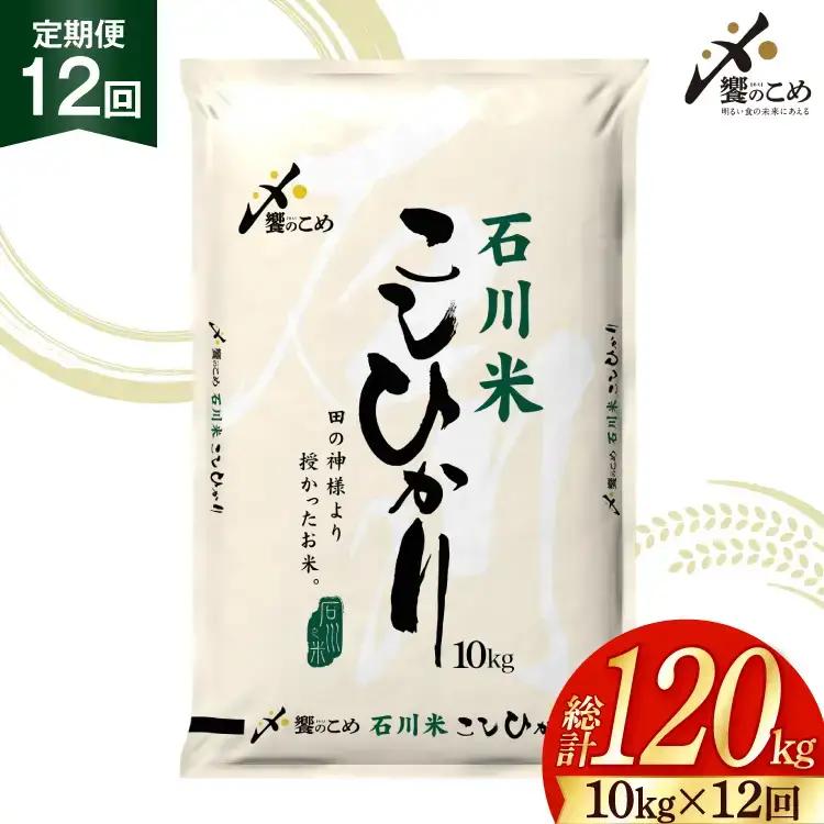 【定期便 12回】 石川米 こしひかり 米 10kg