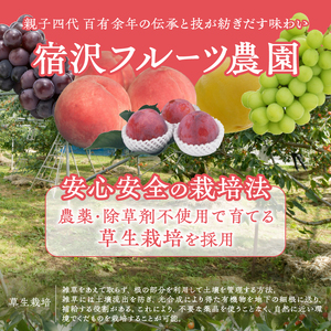 【宿沢フルーツ農園】山梨のフルーツ定期便5回コース 3～4名様用（SF）J-101 さくらんぼ 桃 すもも ぶどう 柿 フルーツ