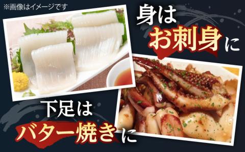 アオリイカ（水イカ）700g前後 《壱岐市》【ヤマグチ】[JCG018] いか あおりいか 13000 13000円