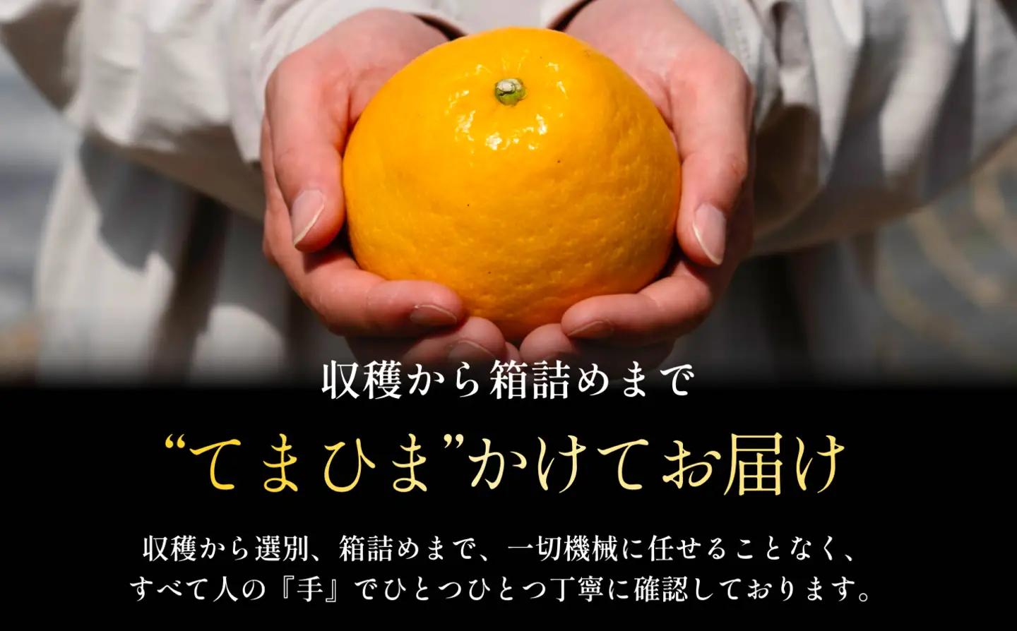 【太陽の恵みをギュッと凝縮】河内晩柑 8kg 愛媛県産【D70-17】【1470707】 YWTK017