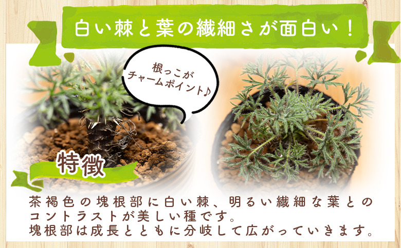 ヒストリクス ペラルゴニウム - 植物 インテリア ナチュラル 自然 グリーン 観葉植物 おしゃれ 癒し かわいい 多肉植物 塊根植物 サキュレントフィールド Succulent field 高知県 