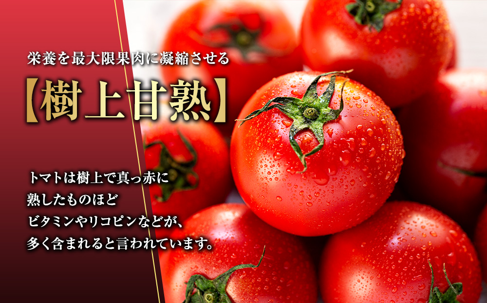 トマト 長野 オールージュトマト 2kg 野菜 夏野菜 夏 旬 旬野菜 甘い 国産 ビタミン ミネラル 抗酸化 リコピン 美容 健康 フルーツトマト フルーツ 長野県産 長野県 箕輪町