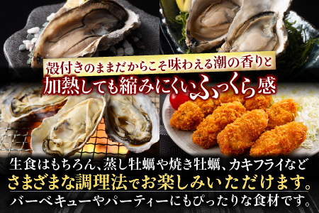 【北海道根室産】貝付き牡蠣40個[11月上旬以降発送] C-54008