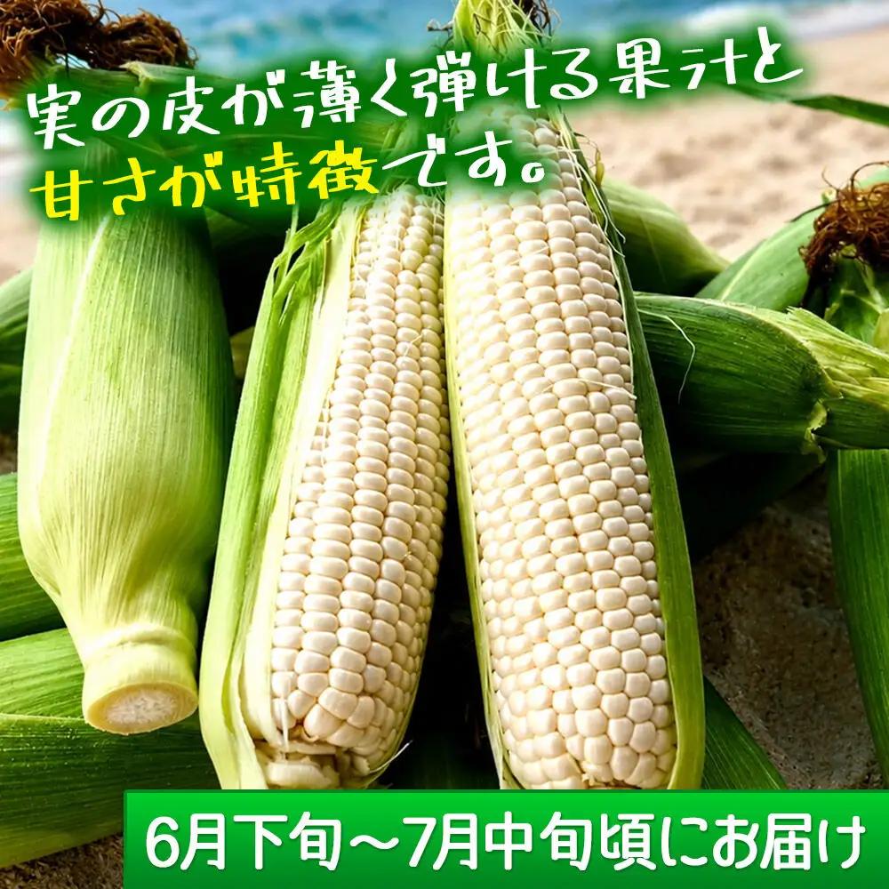 【期間限定】ガブッとジューシー弾ける甘さ！海辺のとうもろこし【白色】約3kg（7～8本程度）ホワイトコーン