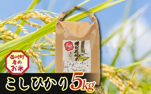 令和7年度 山形県西川町産 こしひかり 5kg 精米 白米 ブランド米 米 ご飯 ごはん 自宅用 家庭用 FYN6-555