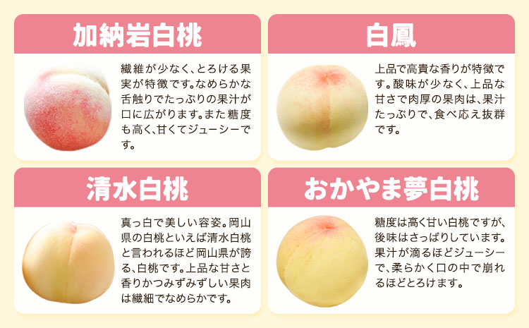 【2026年先行予約】岡山の桃食べ比べ定期便3回コース 株式会社山博 (中本青果)《2026年7月上旬-9月下旬頃出荷》岡山県 浅口市 桃 もも フルーツ 旬 果物 国産 岡山県産 送料無料 冷蔵 食