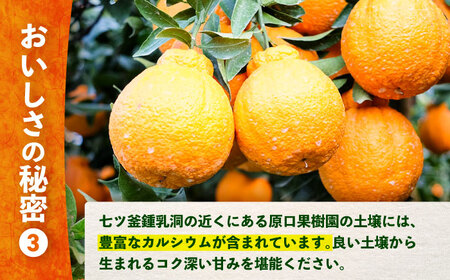 まもなく終了 デコポン 不知火 3kg ＜原口果樹園＞ CCW005 デコポン みかん