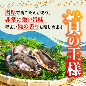 天然 あわび（黒） 【 期間限定 】 1kg アワビ ｜ 鮑