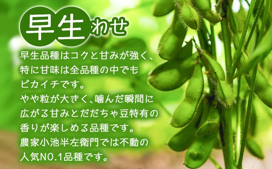 【令和8年産先行予約】朝採りだだちゃ豆 【早生】1.5kg (500g×3袋) 枝豆　小池半左衛門