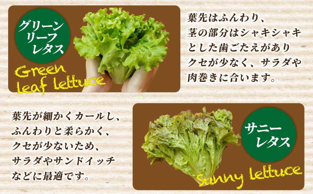 【6回定期便】野菜 詰め合わせ リーフレタス サラダ 7種～11種 6回定期便 京都 丹波産 新鮮 旬の葉物野菜セット 小島農園《農薬不使用 京野菜 亀岡産 季節の野菜 産地直送 期間限定 ふるさと納
