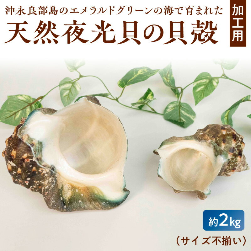 【ふるさと納税】天然 夜光貝 貝殻 加工用 約 2kg サイズ不揃い 素材 ジュエリー用 インテリア用 アクセサリー用 オリジナル小物 沖永良部島 魔除けの貝 真珠色 鹿児島県 和泊町 お取り寄せ 送料無料