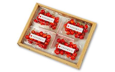 【2027年先行予約】山形県産 さくらんぼ やまがた紅王 特秀品 2Lサイズ 800g（200g×4） FSY-2147