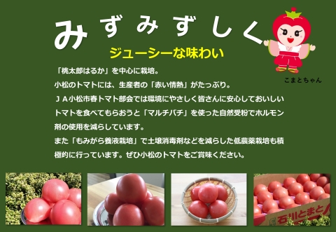 JA小松市の春トマト ( 24個 )　010010