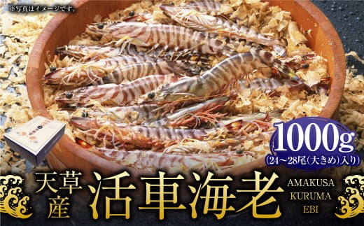 【配送指定日必須】天草産活車海老 1000g 大（2L） 24～28尾 1kg 活き車海老 車海老 車エビ 活き海老 活きエビ えび 海老 エビ 新鮮 魚介 【発送期間2025年11月25日から2026年3月31日】