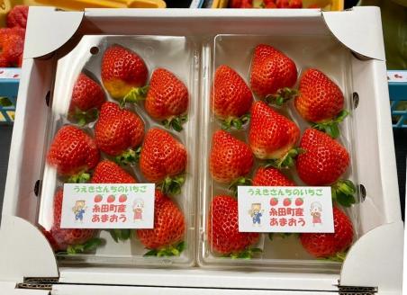 【2024年1月より順次発送開始】 福岡県産 あまおう 2パック 合計500g以上 いちご 苺