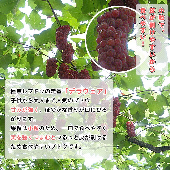 ＜旬のブドウ 西予市産 デラウェア 約2kg＞ 果物 フルーツ ぶどう 葡萄 種無し たねなし 小粒 甘い おいしい 食べやすい 期間限定 季節限定 特産品 りの果樹園 愛媛県 西予市