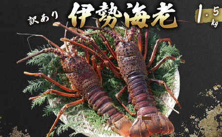 【 訳あり 伊勢海老 】 伊勢海老 1.5kg 5尾