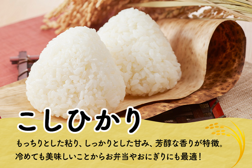 【6ヶ月定期便】令和7年度 殺虫剤・殺菌剤不使用｜こしひかり（5kg） 合計30kg 定期便 コシヒカリ 米 こしひかり 精米 ブランド米 お米 白米 5kg 国産 贈答 ギフト おにぎり 弁当 R7