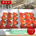 【ふるさと納税】【贈答用】 静岡県産いちご 紅ほっぺ 500g×2パック（1パック12～15粒） 冷蔵配送 苺 フルーツ | いちご 紅ほっぺ 冷蔵 フルーツ 果物 くだもの 食品 人気 おすすめ 送料無料