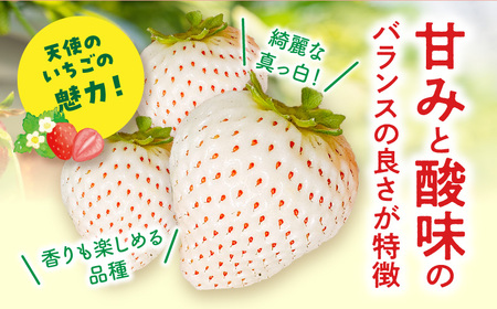 《2025年発送先行予約》【数量・期間限定】宮崎県産 幸せの紅白いちごセット（おおきみ&天使のいちご）3パック いちご 果物 フルーツ