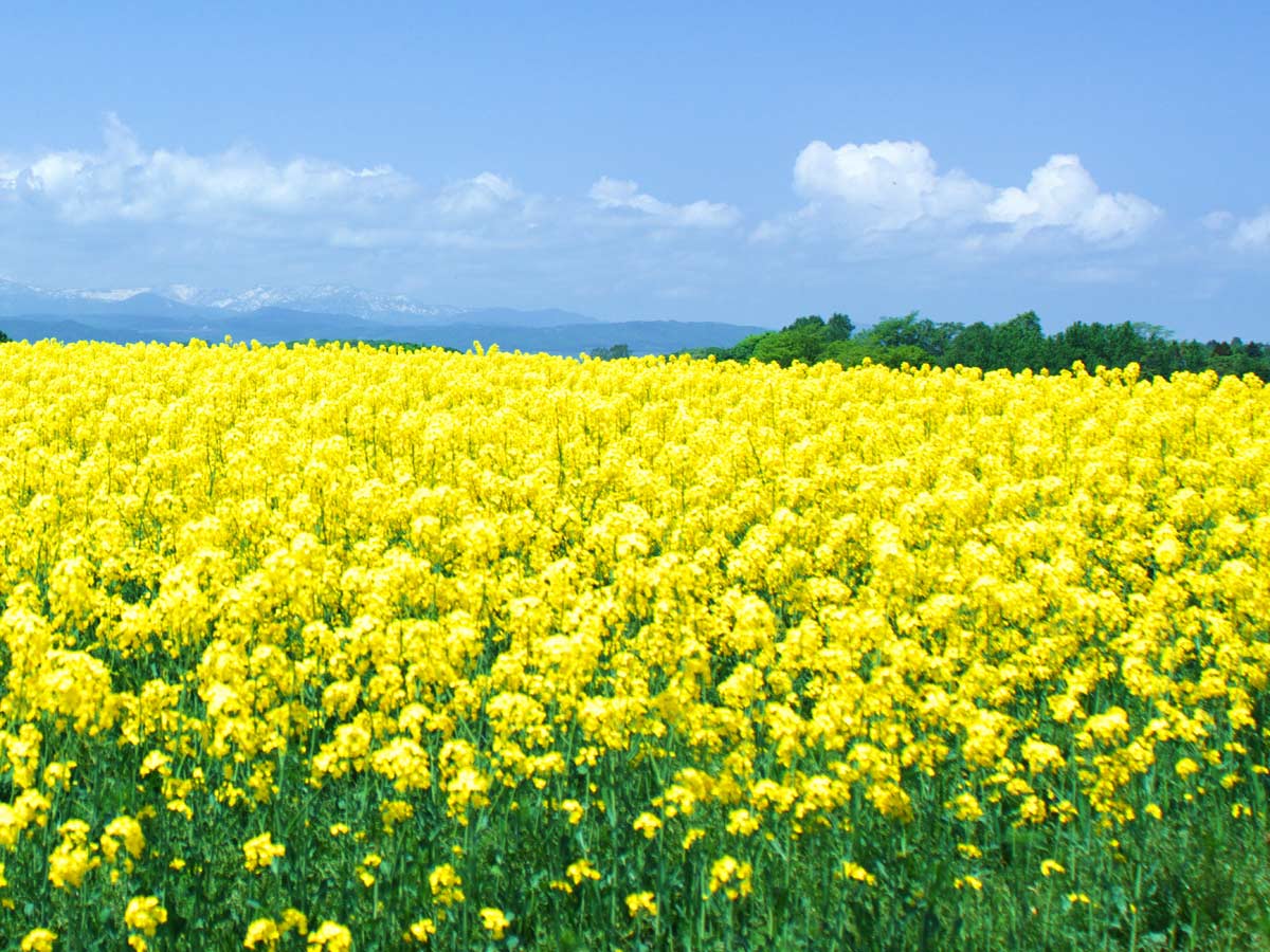 北海道上ノ国町産 無添加・無調整 生一番搾り菜の花油（180g×4本）