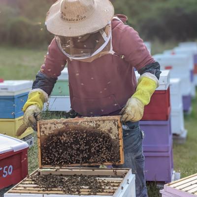 ふるさと納税 美濃市 300g 深田養蜂の天然蜂蜜 国産蜂蜜 非加熱 生はちみつ 岐阜県 美濃市産 初夏 B9 |  | 03