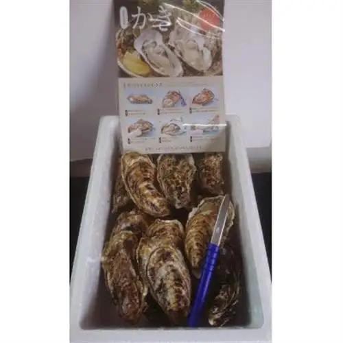 仙鳳趾名産 牡蠣 100～149g×18個+かきナイフ付K4-1_仙鳳趾 センポウシ せんぽうし 牡蠣 カキ 生食用 殻付き 牡蠣 絶品 産地直送 北海道 釧路町 釧路超 特産品 _【配送不可地域：離