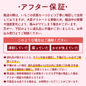 【2027年2月中旬から順次発送】 苺 かおり野 500g 250g×2パック 苺