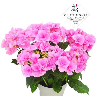 ふるさと納税 藤枝市 【母の日に!】アジサイ鉢植え フェアリーアイ ピンク5号