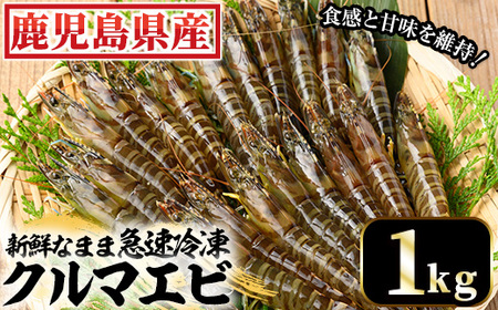 鹿児島県産！冷凍クルマエビ 1000g クルマエビを合計40尾！クルマエビ1尾あたり25g　急速冷凍をかけたクルマエビをお届けします 車海老 車えび 車エビ【C-183H】