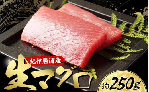 地直送！ 紀伊勝浦産 天然生マグロ 約250g(1柵) 冷蔵便 ※ビンチョウ・キハダ・メバチのいづれかをお届け【sko001】