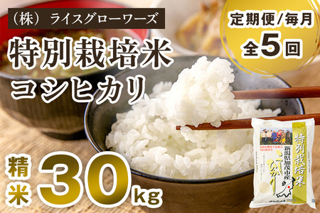 【令和8年産新米先行予約】【定期便5ヶ月毎月お届け】新潟県加茂市産 特別栽培米コシヒカリ 精米30kg（5kg×6）《10月上旬～順次出荷》 白米 従来品種コシヒカリ （株）ライスグローワーズ