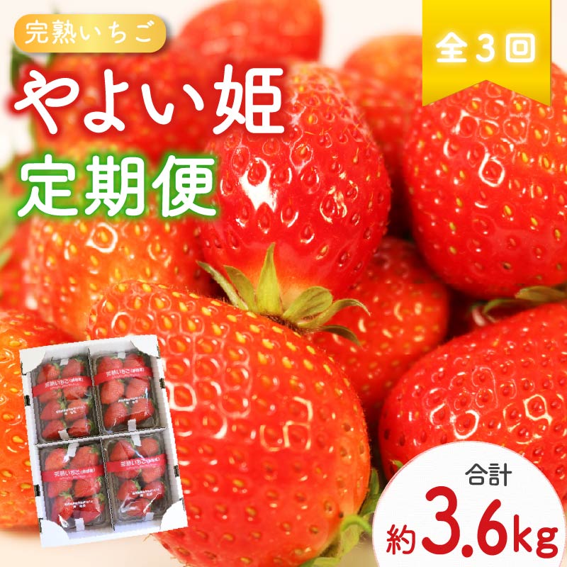 【ふるさと納税】 【 先行予約 : 2026年2月から発送予定 】 【全3回定期便】 やよい姫 約1.2kg 300g×4パック （2月、3月、4月発送） いちご 完熟 苺 産地 直送 フレッシュ イチゴ 贈答 フルーツ 果物 国産 静岡県 藤枝市