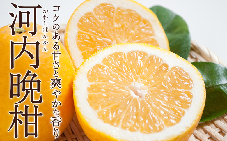 ＜秀品 河内晩柑 (L～3Lサイズ) 約7kg＞『2026年4月中旬から順次出荷予定』かわちばんかん 丸二青果 愛媛県西予市
