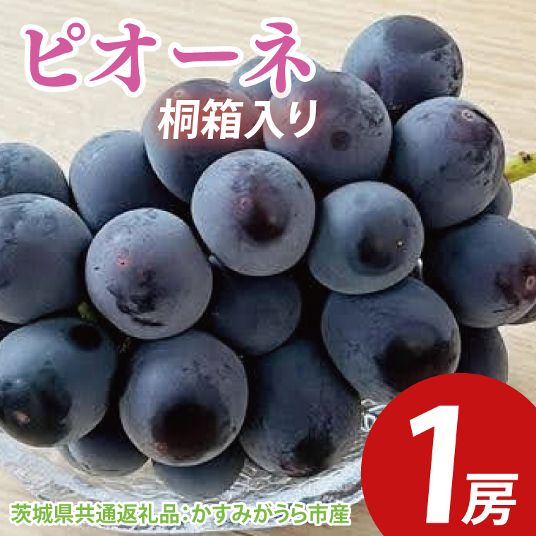 【先行予約】ピオーネ 桐箱入り1房（茨城県共通返礼品：かすみがうら市産）　※2025年9月初旬～2025年10月下旬頃に順次発送予定（CD045）