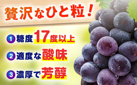【★先行予約★ 2025年7月下旬より発送】【ご家庭用】種無し巨峰　約350g×4パック / ぶどう ぶどう ぶどう ぶどう ぶどう[AFAB086]