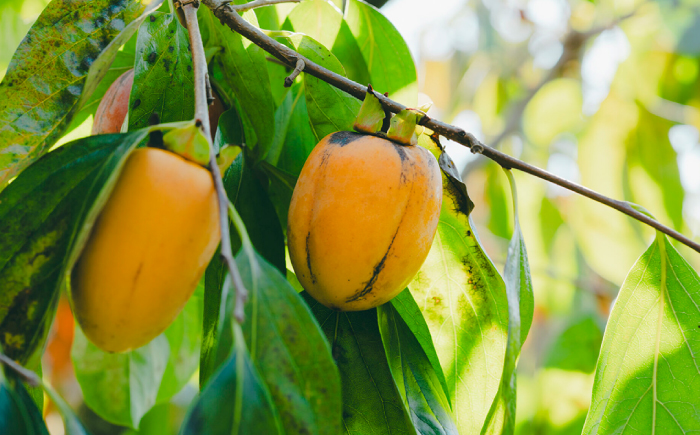 【先行予約】【20個限定】【優品】 とろ～り甘さの極み！合わせ柿 2kg(8玉～12玉) 島根県松江市/マルカミ農縁株式会社 [ALCM014] 柿