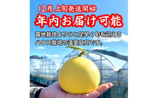 【先行予約】厳選 温室土佐文旦  大玉 2玉 〈贈答用木箱入り〉約600g×2個〈2026年12月上旬から発送〉 /ぶんたん ブンタン フルーツ 柑橘 みかん 果物 くだもの 土佐文旦の藤岡 旬 プレ