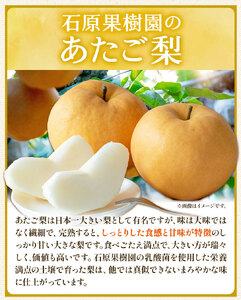 あたご梨 約500g×3玉 化粧箱 赤秀化粧箱 石原果樹園 《11月下旬-12月下旬頃より発送予定》｜梨梨梨梨梨梨梨梨梨梨梨梨梨梨梨梨梨梨梨梨梨梨梨梨梨梨梨梨梨梨梨梨梨梨梨梨梨梨梨梨梨梨梨梨梨梨梨梨梨