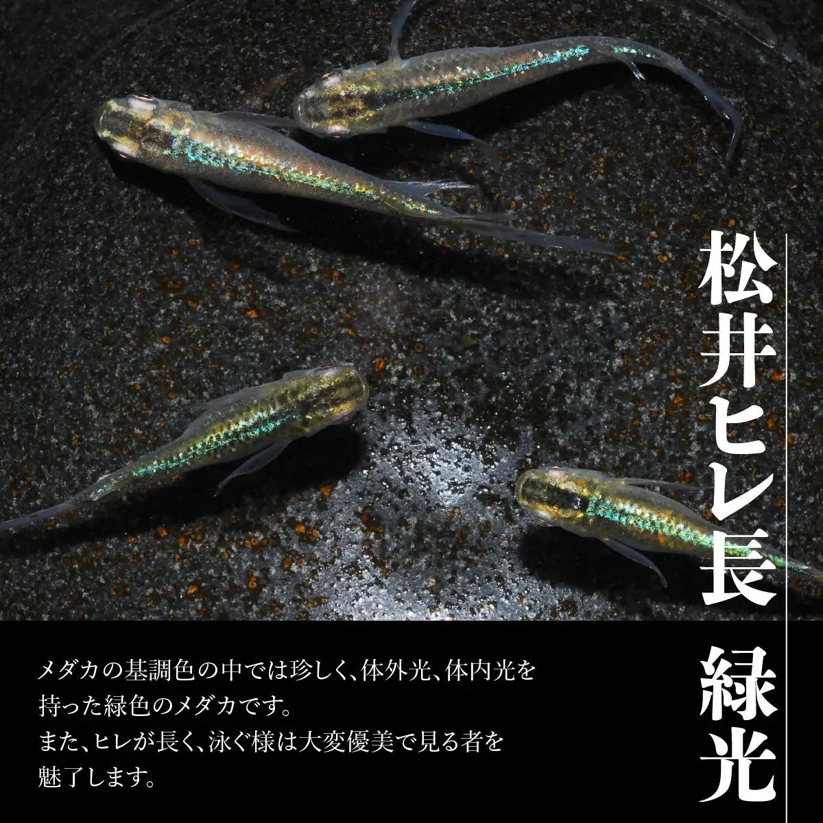 メダカ「松井ヒレ長 緑光」4匹セット 生き物生き物 HNNAD002