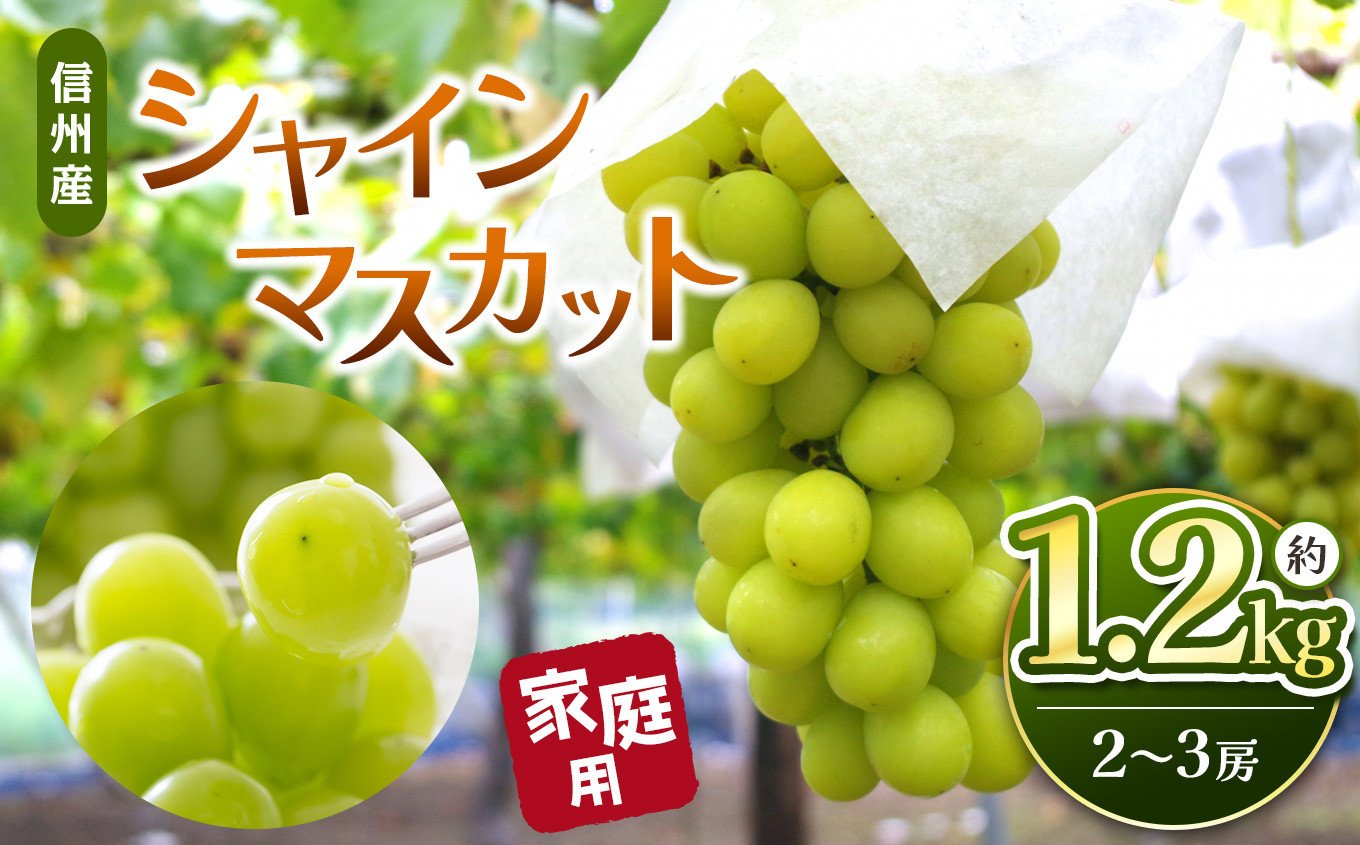 
            【先行受付：2026年発送】信州産 シャインマスカット 約1.2kg(2房～3房)｜ふるさと納税 信州 松本 シャインマスカット 定番 甘い 果物 フルーツ 甘い おすすめ 家庭用
          