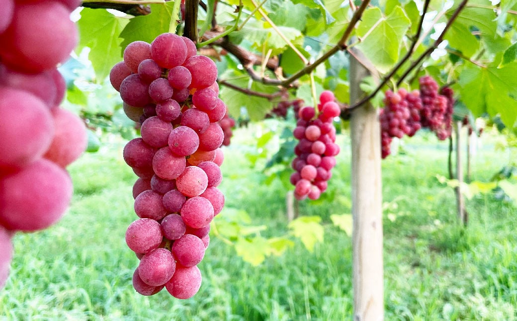 《blue》あらしぼりのとろっと濃厚、ストレートジュース 果汁100% 1本（500ml）