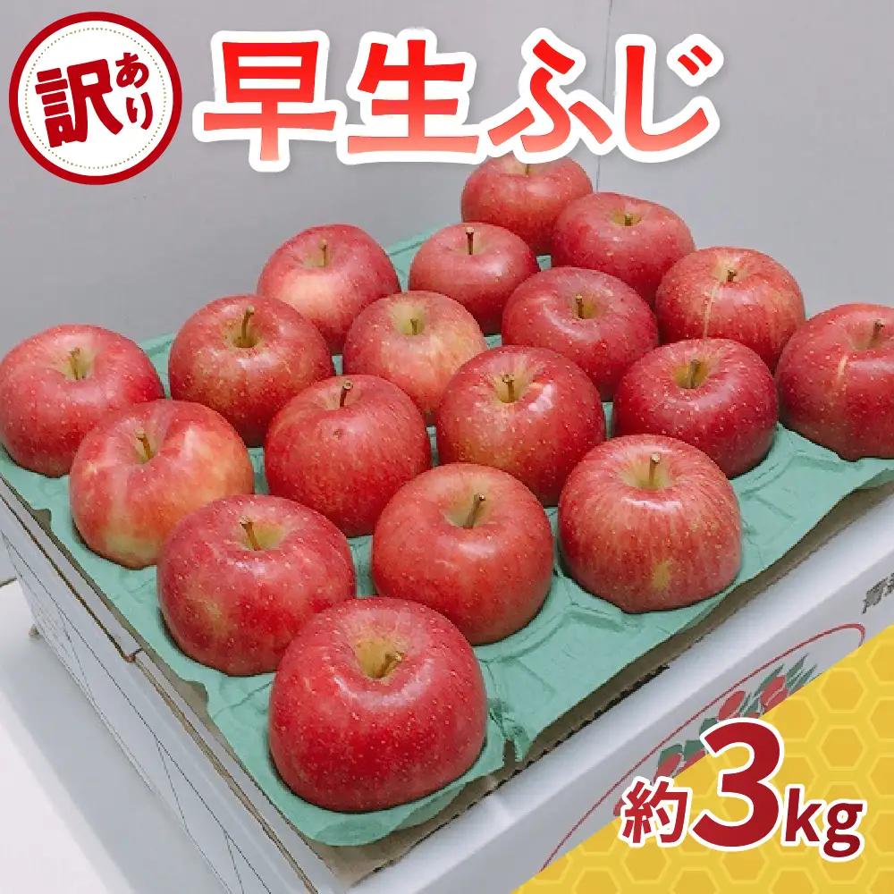 【2026年10月発送】 りんご 約3kg 訳あり 早生ふじ 青森県産 りんご