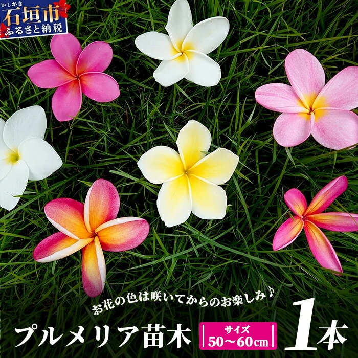 【ふるさと納税】石垣島産 プルメリア苗木1本(50〜60cm) 【 石垣島 南国 植物 花 苗木 観葉植物 】 NE-5