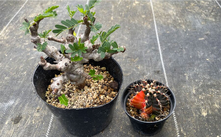 センナ メリディオナリス ＆amp; ギムノカリキウム ミハノビッチ 各1株 Senna meridionalis ＆amp; Gymnocalycium mihanovichii 長与町/アグリュー